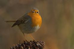 Aves paseriformes y otros ordenes de aves