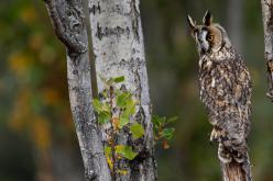 Búho Chico - Long-eared Owl