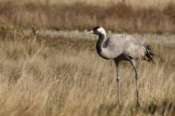 Grulla común - Cranes