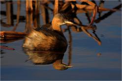 Zampullín chico - Little Grebe