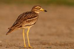 Aves de campo abierto - Steppe birds
