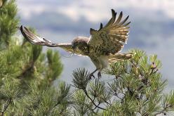Águila culebrera - Short-toed eagle (Circaetus gallicus)
