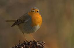 Petirrojo - Robin (Erithacus rubecula)