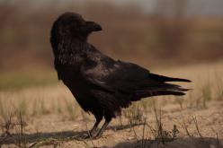 Cuervo - Raven (Corvus corax)