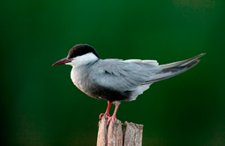 Fumarel cariblanco - Whiskered Tern