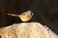 Bigotudo - Bearded reedling