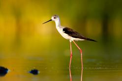 Cigüeñuela -Black-winged Stilt (PDF)