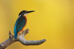 Martín pescador - Kingfisher