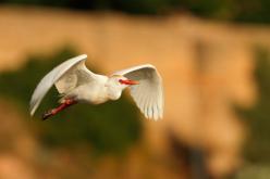 Garcilla bueyera-Cattle Egret (PDF)