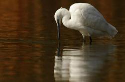 Aves zancudas - Long-legged waders