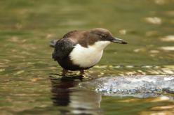 Mirlo acuático - Dipper