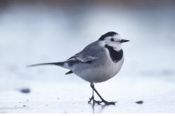 Lavandera blanca