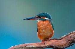 Aves de rio - Rivers birds