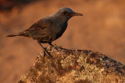 Roquero Solitario - Blue rock thrush