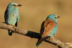 Carraca - European Roller