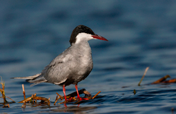 Aves de las marismas - Marsh birds