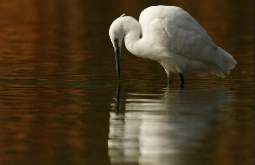 Garzas - Herons