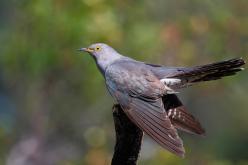 Cuco - Common cuckoo (Cuculus canorus)