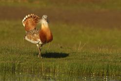 Avutardas - Great Bustard