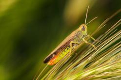 Macrofotografía - Macrophotography