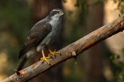 Azor - Goshawk