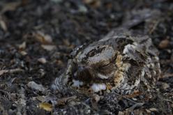 Chotacabras Pardo - Red-necked nightjar (Caprimulgus ruficollis)