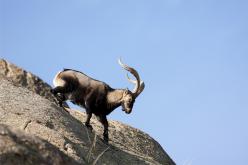 Cabra Montesa - Spanish Ibex