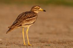 Alcaraván - Stone-curlew