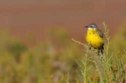 Lavandera boyera - Western Yellow Wagtail