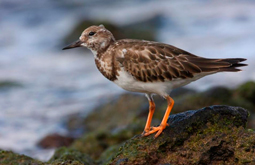 Limícolas - Waders  (agujas, ostreros, correlimos)