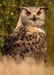 Aves Rapaces nocturnas - Owls