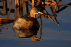 Zampullín chico - Little Grebe