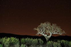 Nocturnas
