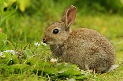 Conejo - Rabbit