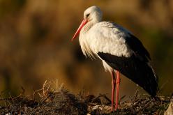 Cigüeña común-White Stork (PDF)