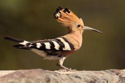 Abubillas - Hoopoe