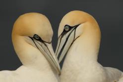 Aves marinas - Seabirds (Pdf)