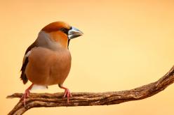 Pico gordo - Hawfinch