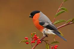 Camachuelo - Bullfinch