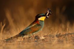 Abejarucos - Bee-eater (PDF)