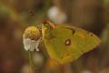 Colias crocea