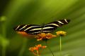 Heliconius charitonius