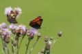 Ortiguera (Aglais urticae)