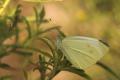 Mariposa de la Col (Pieris brassicae)
