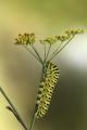 Oruga de Papilio machaon