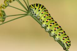 Mariposas - Butterflies