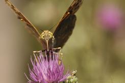 Mariposas - Butterflies