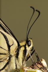 Mariposas - Butterflies