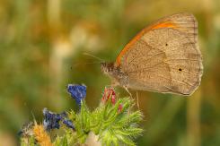 Mariposas - Butterflies