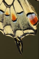 Mariposas - Butterflies